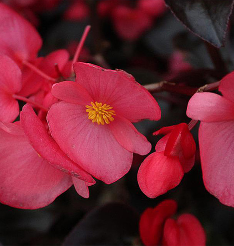 菲芃景观 ▏二十四节气说•大寒